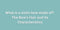 What is a violin bow made of? The Bow’s Hair and Its Characteristics